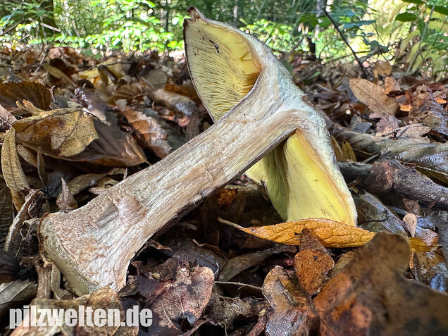 Gelbblättriger Rasling, Rötender Schönkopf, Calocybe favrei