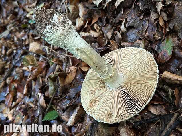 Spitzkegeliger Wulstling, Amanita echinocephala