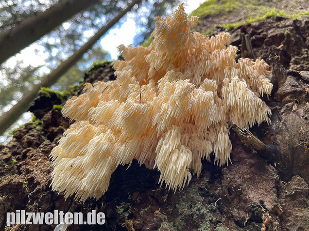 Tannenstachelbart, Hericium flagellum