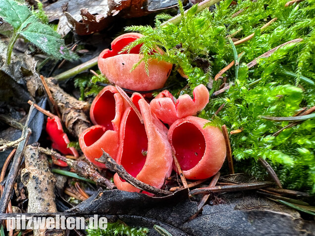 Scharlachroter Kelchbecherling, Österreichischer Prachtbecherling, Sarcoscypha austriaca & coccinea