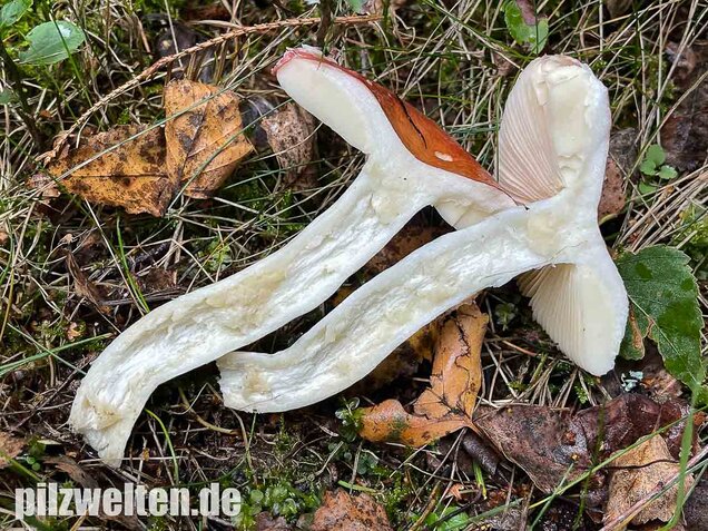 Apfeltäubling, Russula paludosa