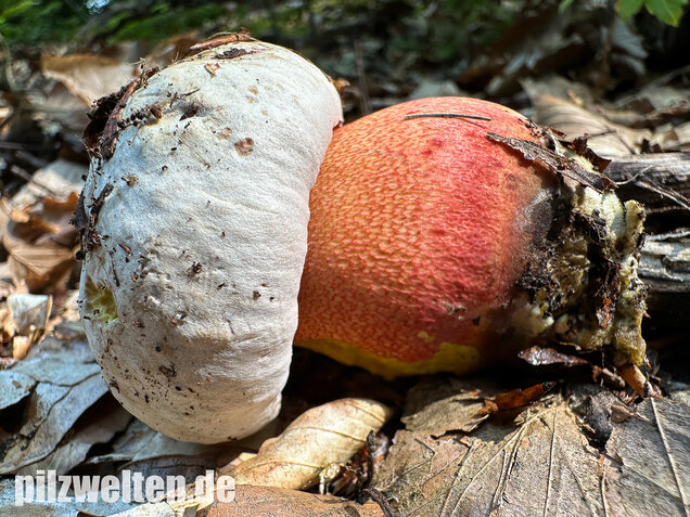Blasshütiger Purpurröhrling, Rubroboletus rhodoxanthus