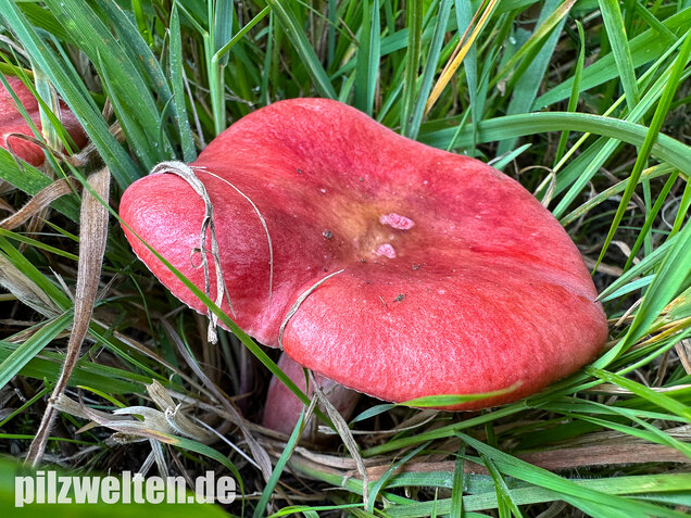 Blutroter Täubling, Bluttäubling, Russula sanguinaria