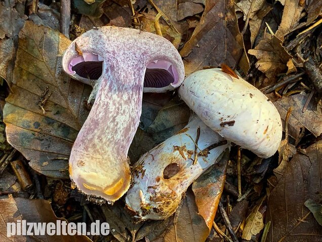 Bocksdickfuß, Cortinarius camphoratus