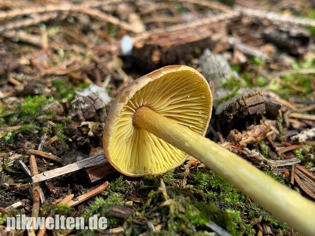 Brennender Rübling, Gymnopus peronatus