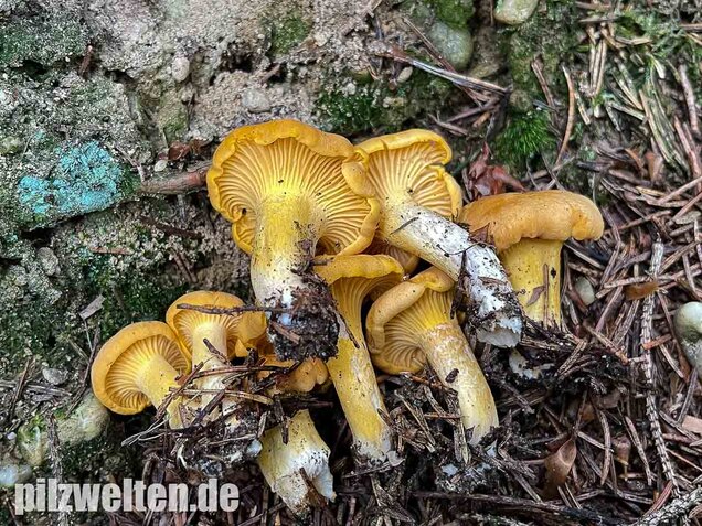 Echter Pfifferling, Cantharellus cibarius