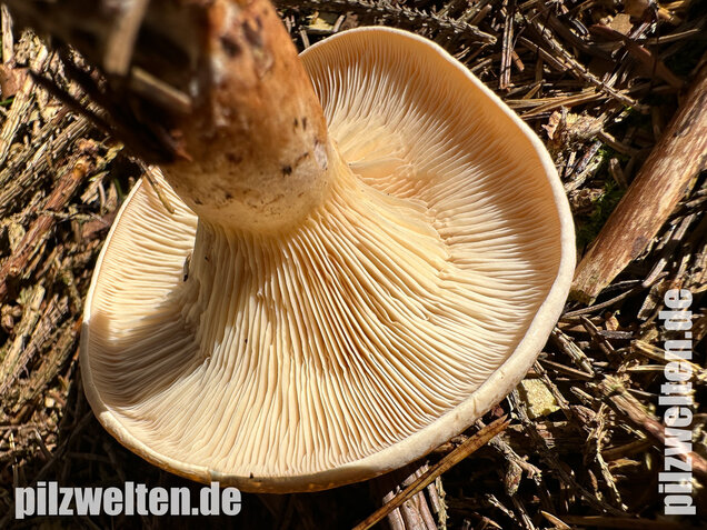 Wasserfleckiger Trichterling, Paralepista gilva