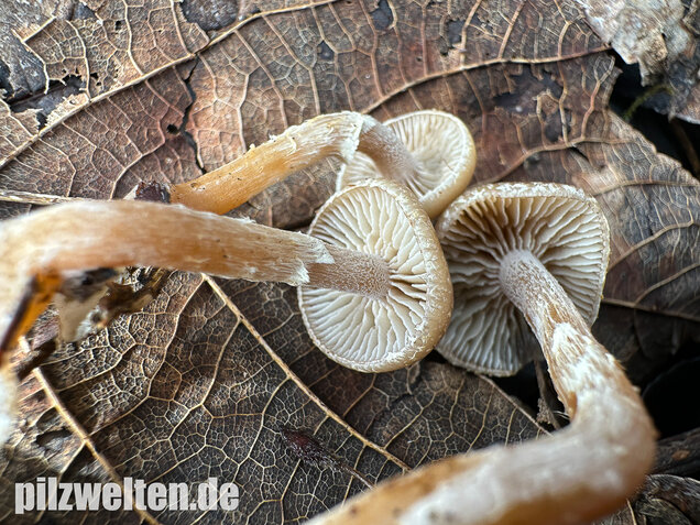 Fettigglänzender Häubling, Blätter-Scheinschüppling, Meottomyces dissimulans