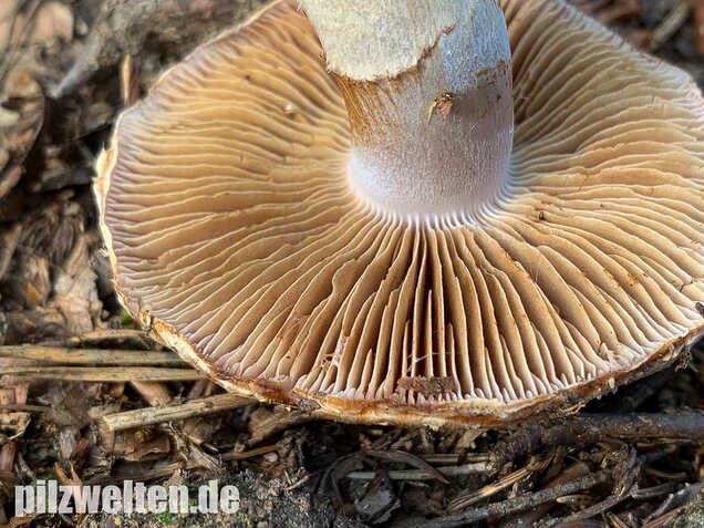 Fuchsigbrauner Schleimkopf, Cortinarius vulpinus