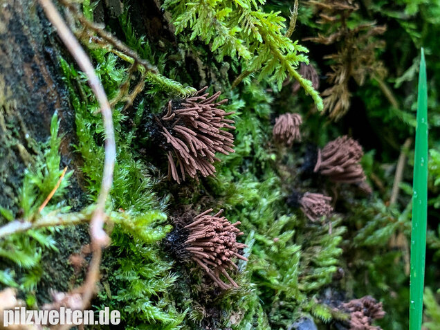 Gemeines Fadenkeulchen, Stemonitis axifera