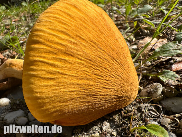 Glimmerschüppling, Phaeolepiota aurea