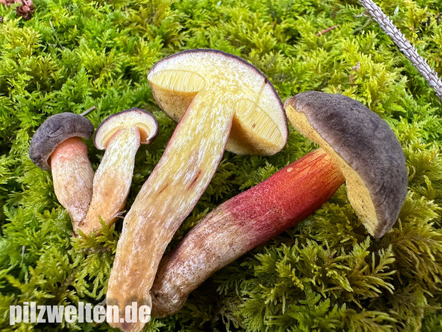 Herbstrotfußröhrling, Stattlicher Rotfußröhrling, Xerocomellus pruinatus