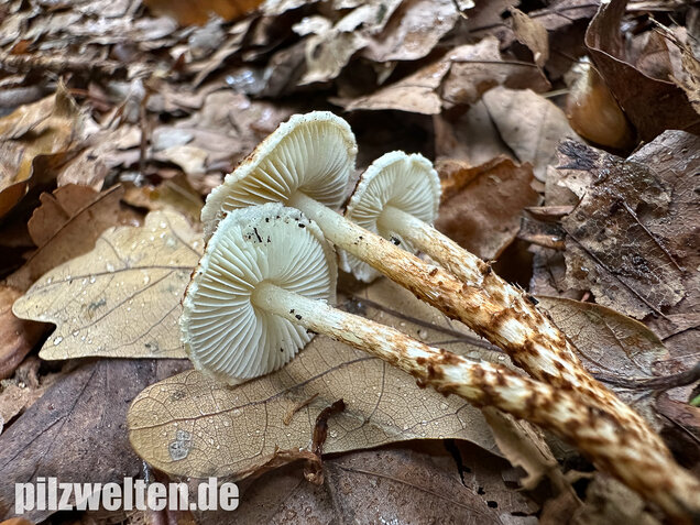 Kastanienbrauner Schirmling, Lepiota castanea