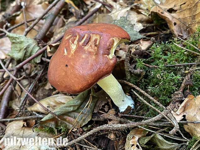 Körnchenröhrling, Suillus granulatus