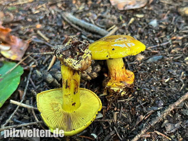 Schöngelber Klumpfuß, Calonarius splendens