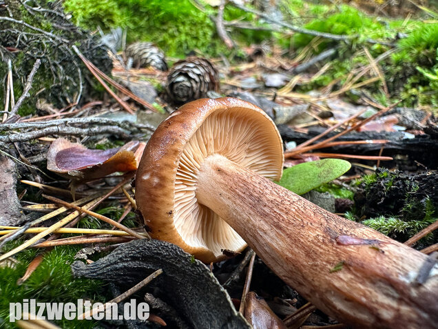 Geschupptstieliger Ritterling, Tricholoma fucatum