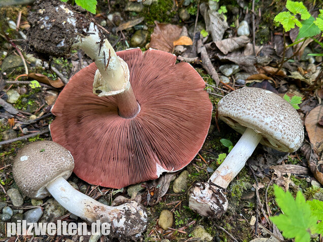 Perlhuhnchampignon, Perlhuhnegerling, Agaricus moelleri