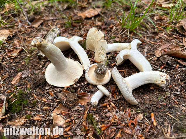 Pfeffermilchling, Lactifluus piperatus