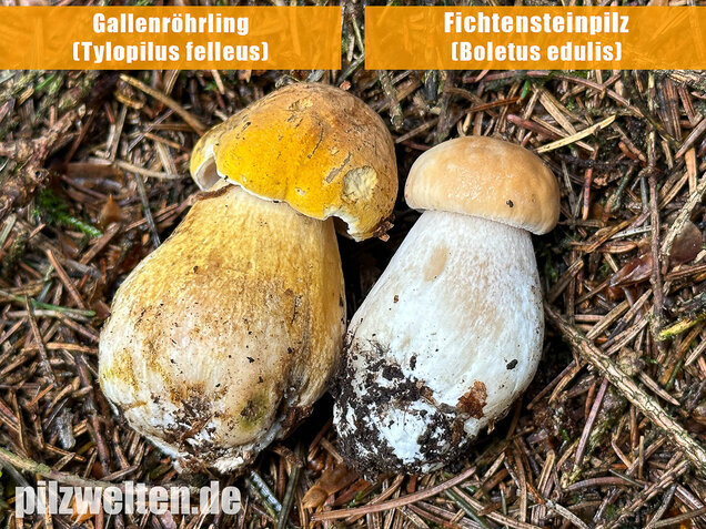 Gallenröhrling, Bitterling, Bitterpilz, Tylopilus felleus