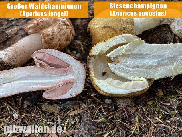 Großer Waldchampignon, Agaricus langei