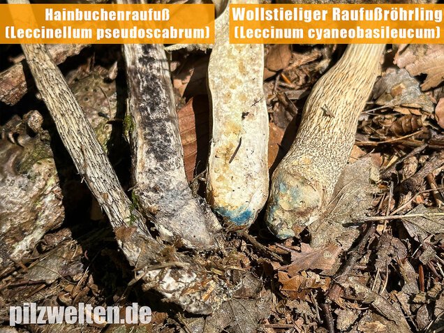 Hainbuchenraufuß, Leccinellum pseudoscabrum
