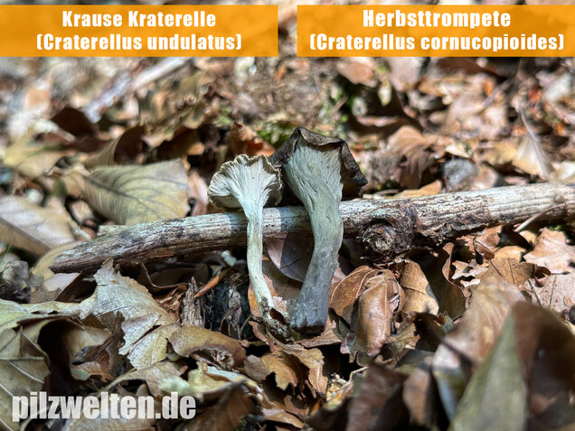 Krause Kraterelle, Krauser Leistling, Craterellus undulatus
