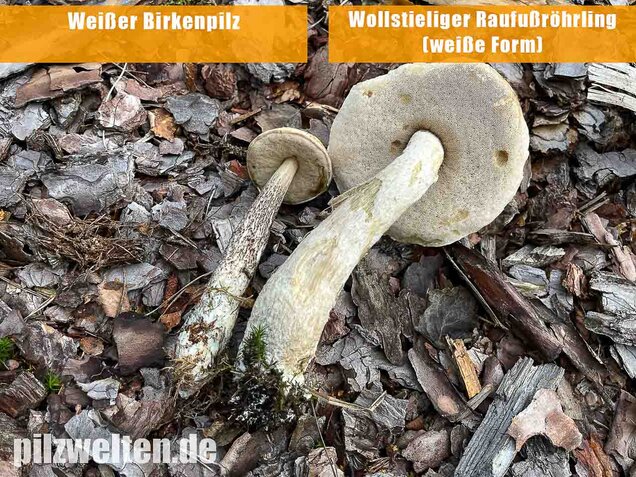 Weißer Birkenpilz, Leccinum holopus