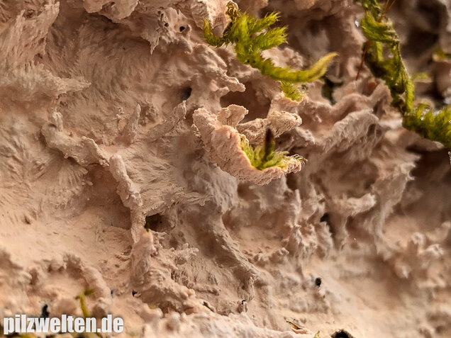 Rosafarbener Rindenpilz, Laeticorticium roseum