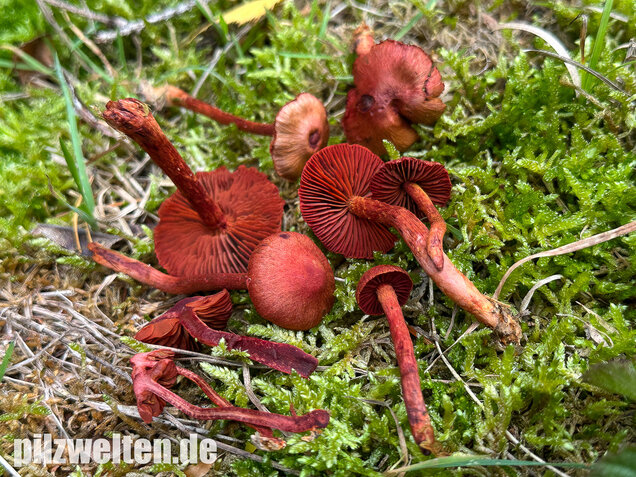Blutroter Hautkopf, Bluthautkopf, Cortinarius sanguineus
