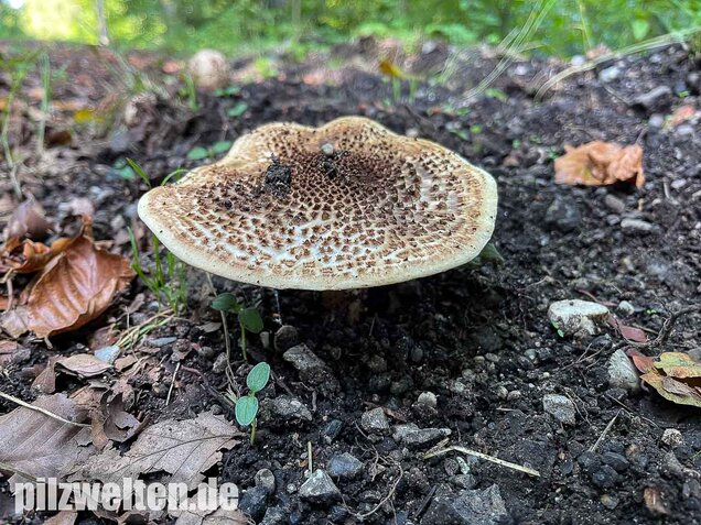 Spitzschuppiger Stachelschirmling, Echinoderma aspera