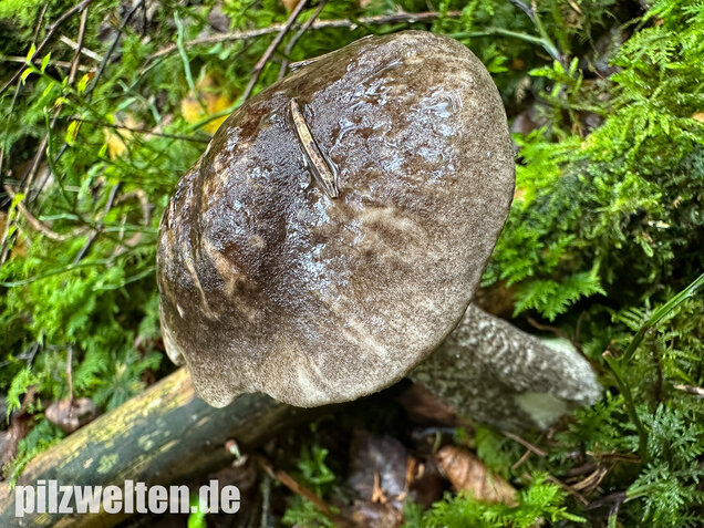 Vielverfärbender Birkenpilz, Leccinum variicolor