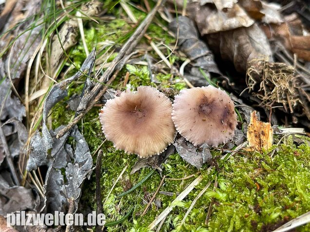 Violettblättriges Tausendblatt, Baeospora myriadophylla