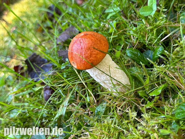 Weißstielige Rotkappe, Espenrotkappe, Leccinum leucopodium