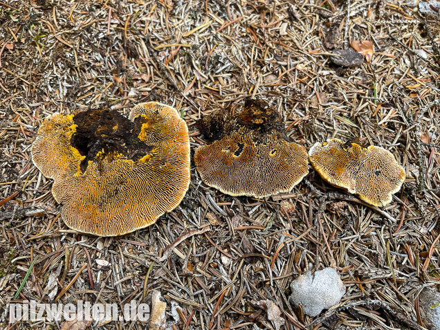 Zaunblättling, Gloeophyllum sepiarium