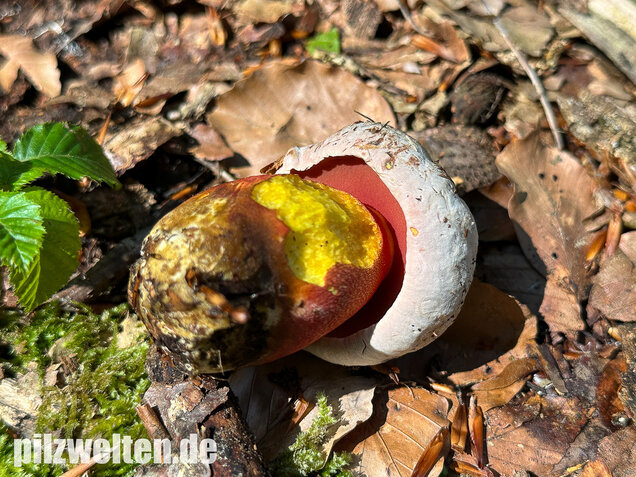 Blasshütiger Purpurröhrling, Rubroboletus rhodoxanthus