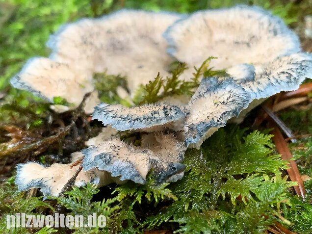 Blauender Saftporling, Postia caesia