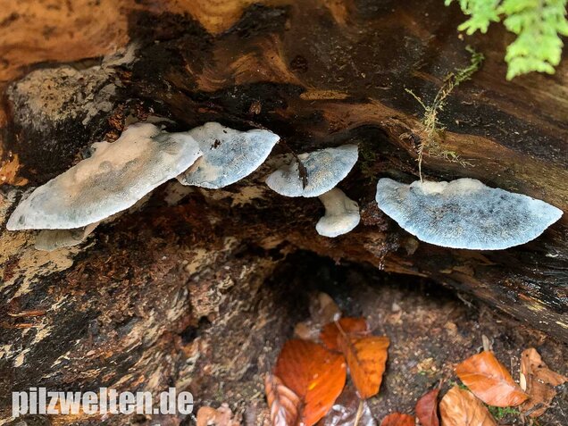 Blauender Saftporling, Postia caesia