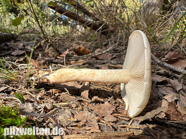 Bleiweißer Trichterling, Fichtentrichterling, Clitocybe phyllophila