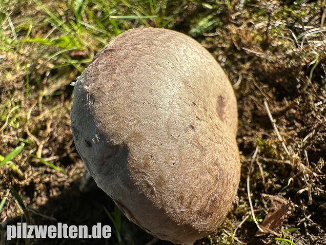 Braunschuppiger Wiesenchampignon, Agaricus moellerianus