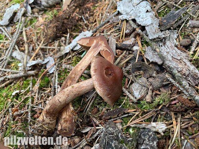 Dunkelbrauner Gürtelfuß, Cortinarius brunneus