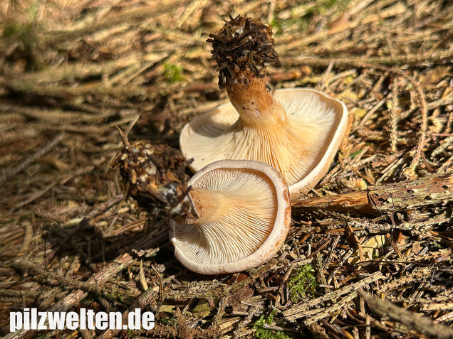 Wasserfleckiger Trichterling, Paralepista gilva