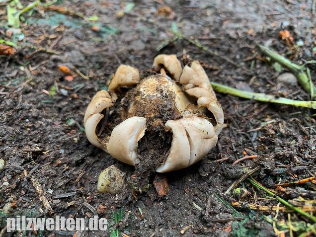 Gewimperter Erdstern, Geastrum fimbriatum