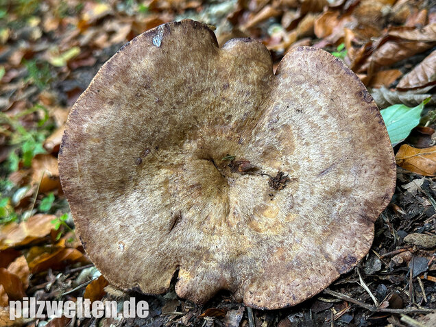 Gezonter Violettmilchling, Lactarius violascens