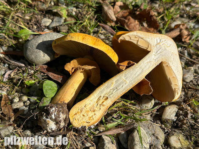 Glimmerschüppling, Phaeolepiota aurea