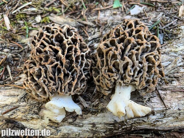 Graue Speisemorchel, Morchella vulgaris