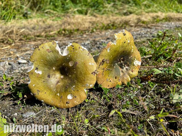 Grüner Frauentäubling, Russula peltereaui