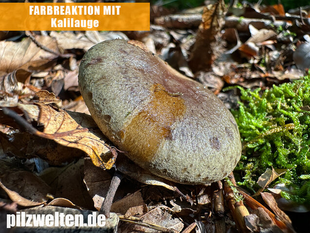 Graugrüner Milchling, Lactarius blennius