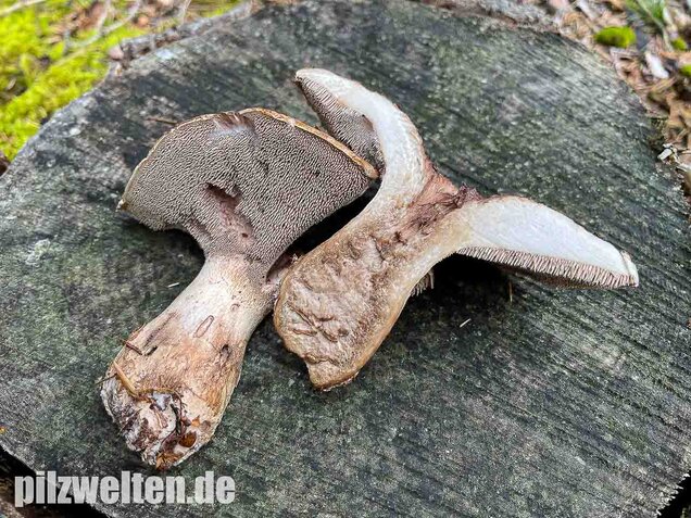 Habichtspilz, Sarcodon imbricatus