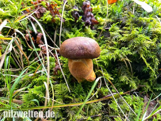 Maronenröhrling, Imleria badia
