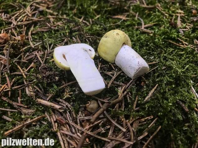 Violettstieliger Pfirsichtäubling, Russula violeipes